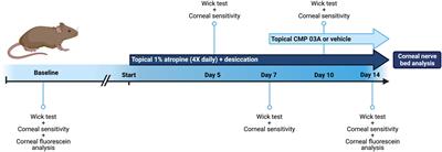 Collagen mimetic peptide repair of the corneal nerve bed in a mouse model of dry eye disease
